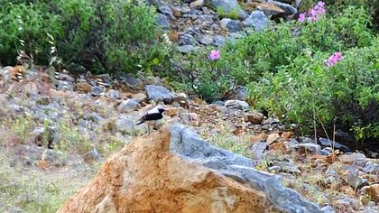 Karakulaklı kuyrukkakan