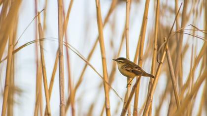 Kındıra kamışçını
