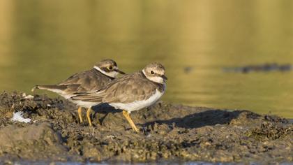 Halkalı küçük cılıbıt