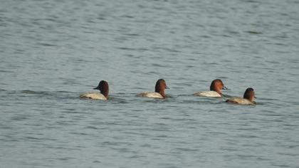 Common Pochard
