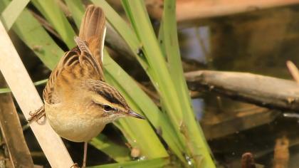 Kındıra kamışçını