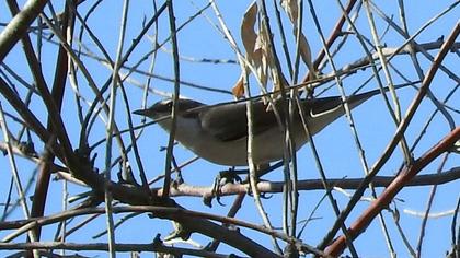 Küçük akgerdanlı ötleğen