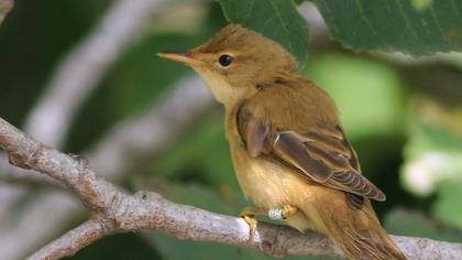 Çalı kamışçını