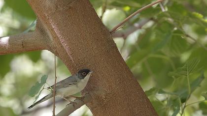 Pembegöğüslü ötleğen