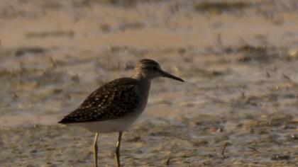 Orman düdükçünü