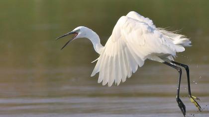 Küçük ak balıkçıl