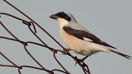 Karaalınlı örümcekkuşu