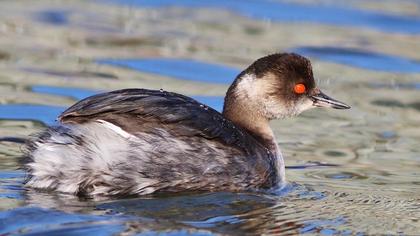 Karaboyunlu batağan