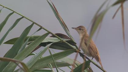 Büyük kamışçın