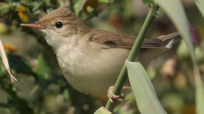 Çalı kamışçını