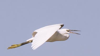 Küçük ak balıkçıl