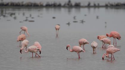 Küçük flamingo
