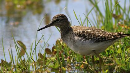 Orman düdükçünü