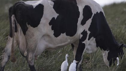 Sığır balıkçılı