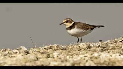 Halkalı küçük cılıbıt