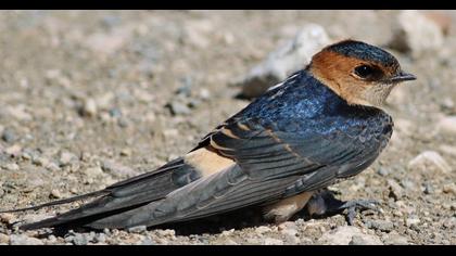 Kızıl kırlangıç