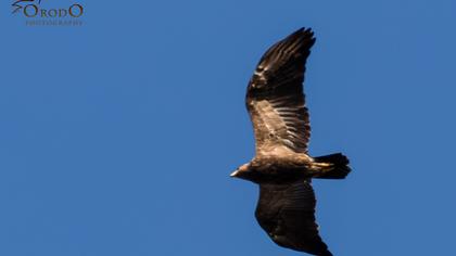 Küçük orman kartalı