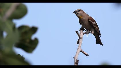 Sarıboğazlı serçe
