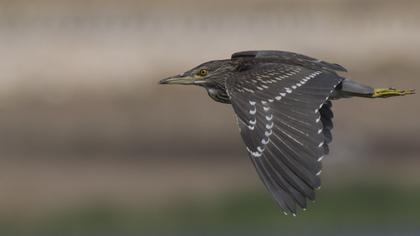 Black-crowned Night Heron