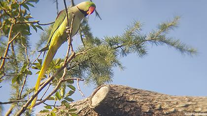 İskender papağanı