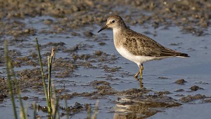Sarıbacaklı kumkuşu