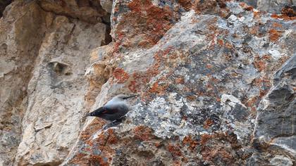 Duvar tırmaşıkkuşu