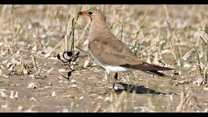 Bataklıkkırlangıcı