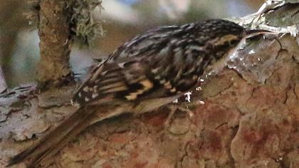 Orman tırmaşıkkuşu