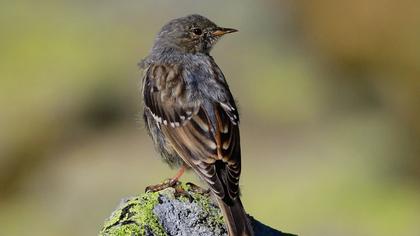 Büyük dağbülbülü