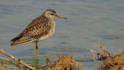 Orman düdükçünü