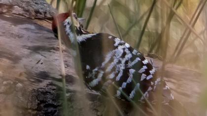 Aksırtlı ağaçkakan