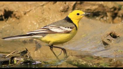 Sarıbaşlı kuyruksallayan