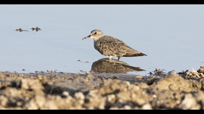 Sarıbacaklı kumkuşu