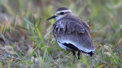 Sociable Lapwing