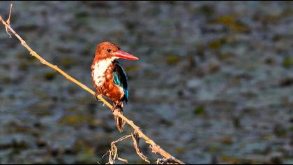 White-throated Kingfisher