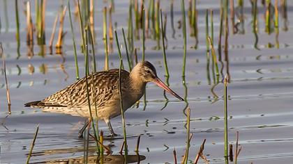 Kıyı çamurçulluğu