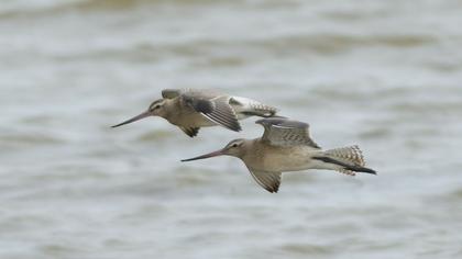 Kıyı çamurçulluğu