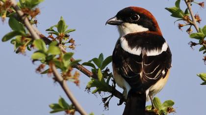 Kızılbaşlı örümcekkuşu