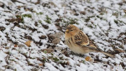 Sarıgagalı ketenkuşu