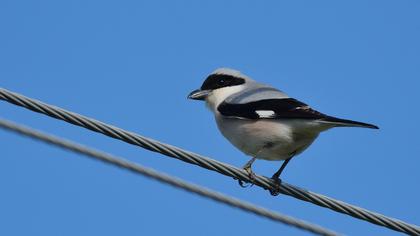 Karaalınlı örümcekkuşu