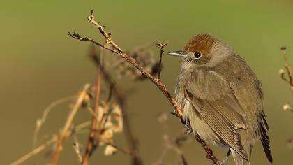 Karabaşlı ötleğen