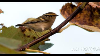 Çalıkuşu çıvgını