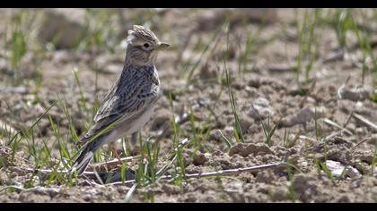 Türkistan çorak toygarı