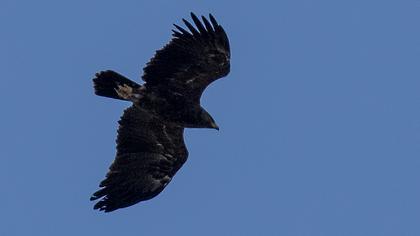 Küçük orman kartalı