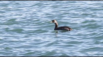 Kızılboyunlu batağan