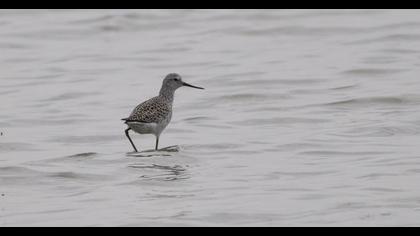 Bataklık düdükçünü