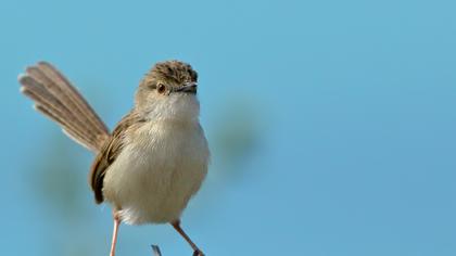Dikkuyruklu ötleğen