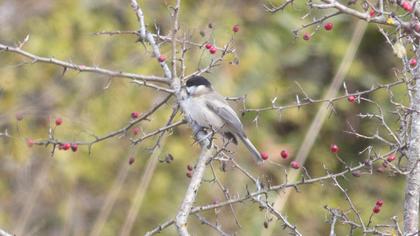 Kayın baştankarası