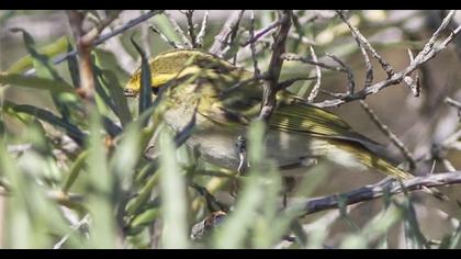Çalıkuşu çıvgını