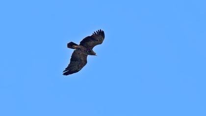 Küçük orman kartalı